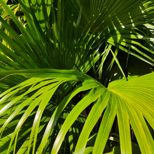 欧亚猛少妇✘✘✘✘猛叫
